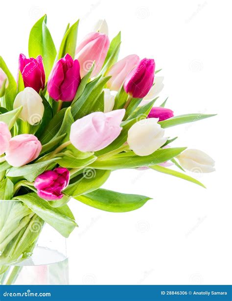 Tulips in vase stock photo. Image of spring, festival - 28846306