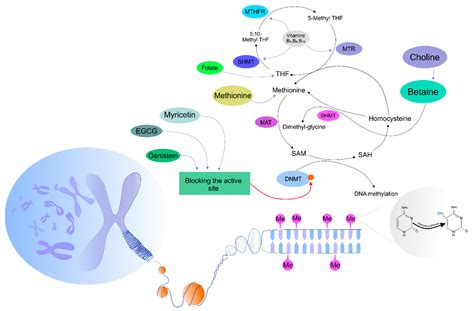 Dna Methylation Pathway