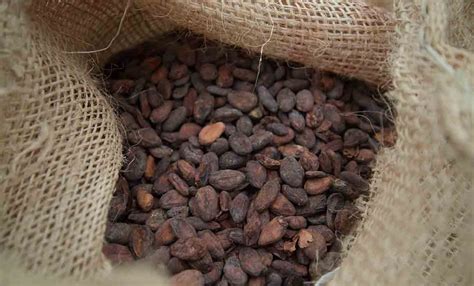 Garantiza Agricultura Sostenibilidad De La Cadena Productiva De Cacao