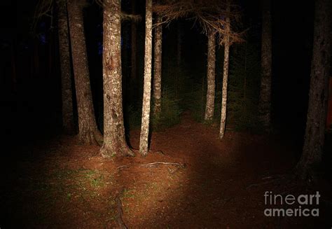 Woods At Night Photograph By Ted Kinsman Fine Art America