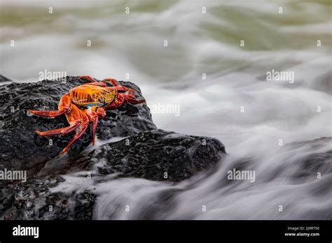 Sally Lightfoot Crab Floreana Island Galapagos Islands Ecuador Stock