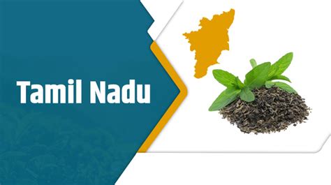 Top 10 Largest Tea Producing States In India Complete Guide