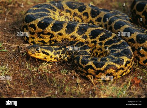 Green Anaconda Eunectes Murinus Pantanal In Brazil Stock Photo Alamy