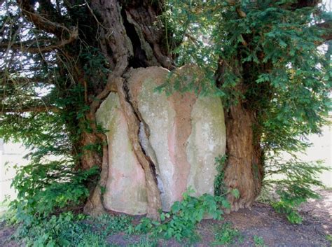 Yew Trees In The Churchyard In Tisbury England United Kingdom