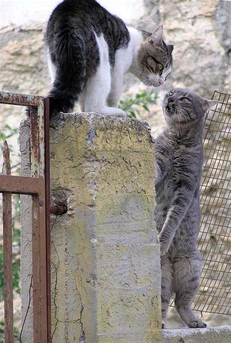 All about cats: Cat body language - The ears