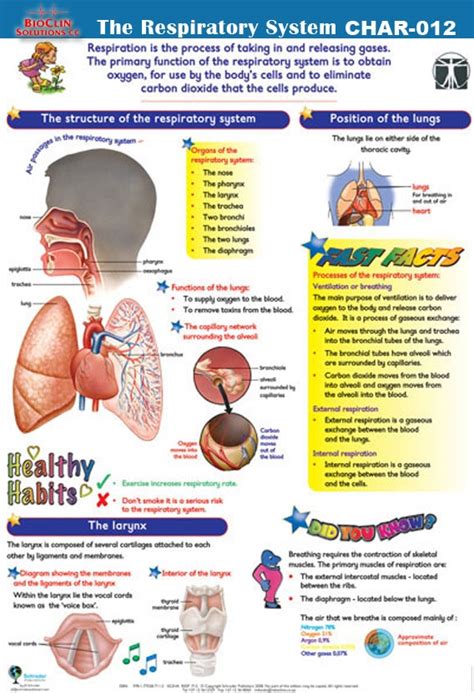 Chart 76x52cm Laminated The Resp System BioClin Solutions