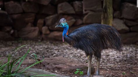 The Cassowary Bird How The World S Most Dangerous Bird Got Its Unique Feathers Cnn