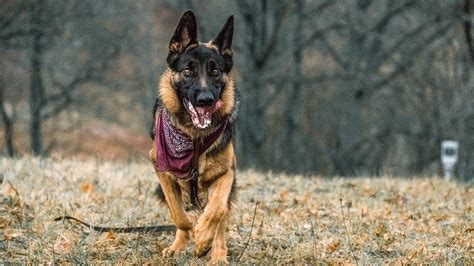 German Shepherd Agility Youtube