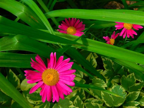 Free stock photo of blooming, pink daisies