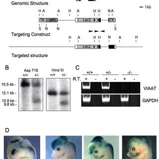 Targeted Disruption Of The Viaat Gene In Mice A A Schematic