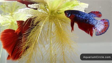 Betta Fish Natural Habitat - AquariumCircle.com