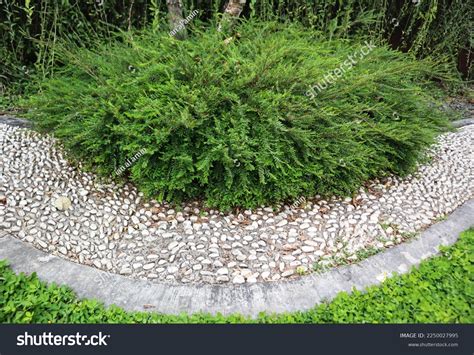 Phyllanthus Myrtifolius Garden Stock Photo 2250027995 | Shutterstock