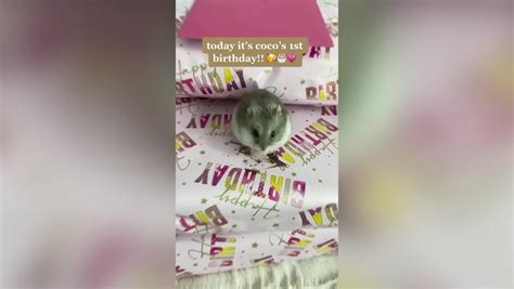 Tiktok Famous Dwarf Hamster Called Coco Chanel Has Life Saving Surgery
