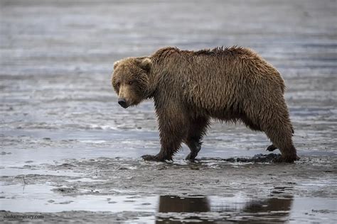 Chinitna Bay Bear Viewing: Lake Clark Adventure by Boat, Review