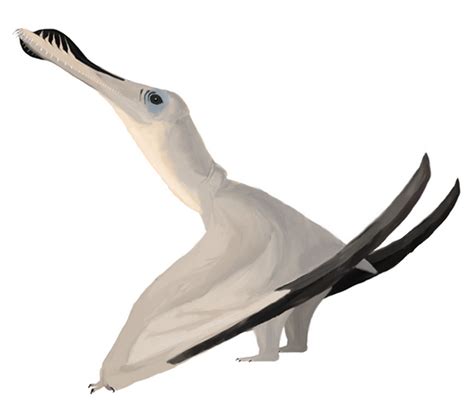 Anhanguera Pterosaur Deep Sale