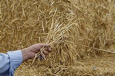 Yeast strain could lead to more efficient biofuel production 