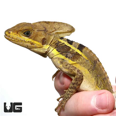 Brown Basilisks Basiliscus Vittatus For Sale Underground Reptiles