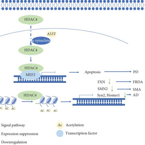 Hdac Mediated Neurodegeneration Hdac Deacetylates Histones