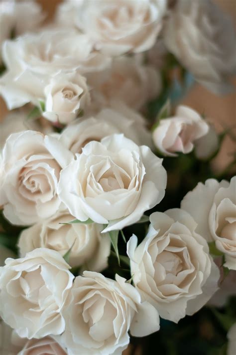 White Majolica Spray Roses Spray Roses Spray Roses Bouquet