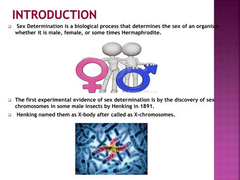XX XO Sex Determination PPTX