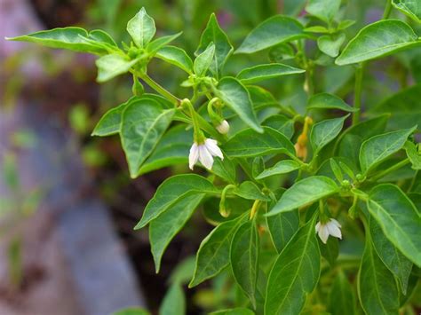 Overwintering Pepper Plants A Guide To Extended Growth And Abundant