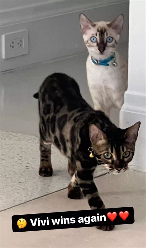 Tom Brady Hints He Adopted Another Cat, Says Daughter Vivi 'Wins Again'