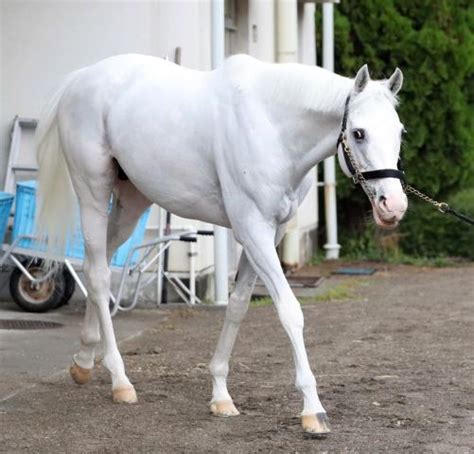 【有馬記念】史上初めて白毛馬で挑むハヤヤッコが一発ムード 国枝調教師は07年の大金星の再現なるか 競馬ニュース Netkeiba