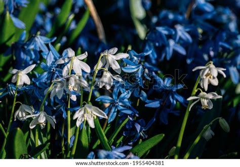 Scilla Section Chionodoxa Known Gloryofthesnow Small Stock Photo