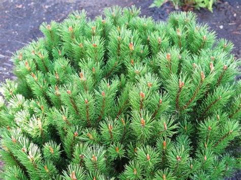 Сосна горная Мопс (Pinus mugo Mops): фото и описание, посадка, уход ...