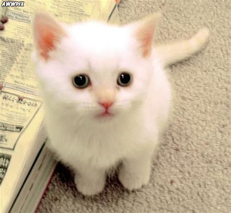 white kitten aaronmritchey