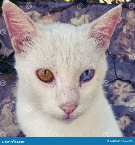 Gato Blanco De Siemic Con Los Ojos Azules Y Verdes Foto De Archivo