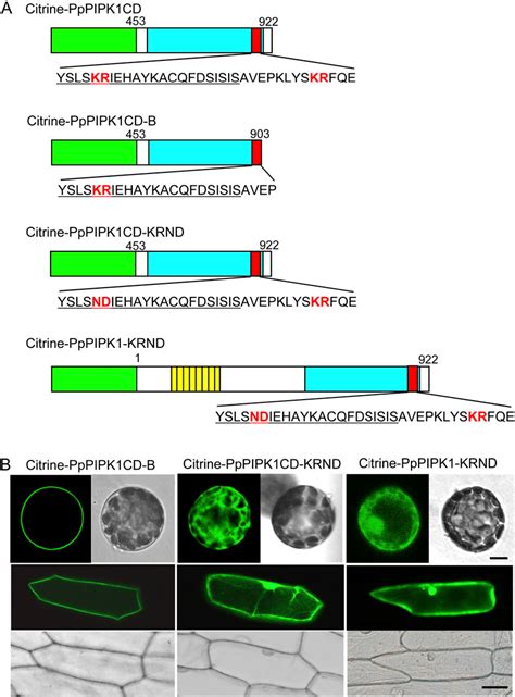 Figure 6 From A Dibasic Amino Acid Pair Conserved In The Activation