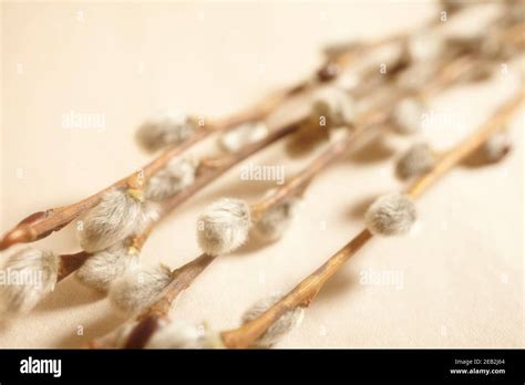 Pussy Willow Buds Sometimes Called Catkins Stock Photo Alamy