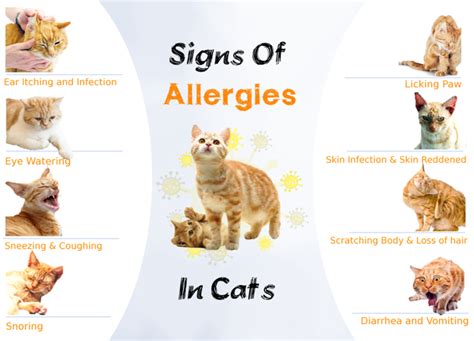 Cat Allergies: Causes, Symptoms, and Precautions - HubPages