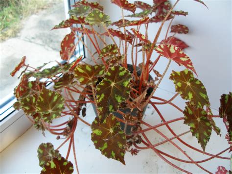 Бегония бауэра (65 фото)