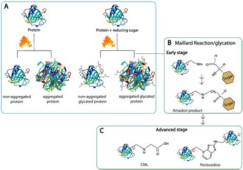 Structure And Ligands Of The Age Receptors Mostly Researched In