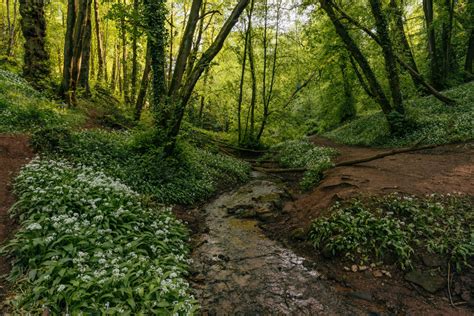 Want To Help Protect Our Trees Find Out What You Can Do With Simple