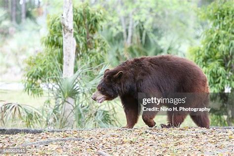 Florida Black Bears Photos and Premium High Res Pictures - Getty Images