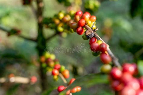 Red and Black Ripe Coffee Beans on the Branch in Coffee Plantation Farm. Stock Image - Image of ...