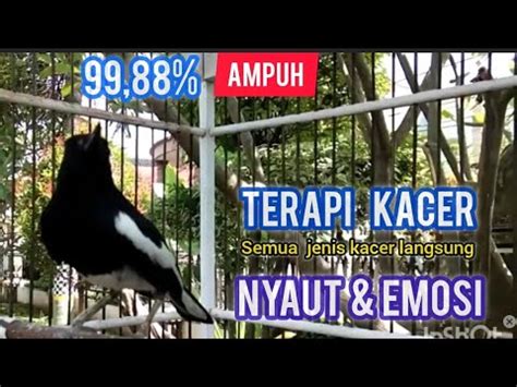 Suara Burung Kacer Gacor Konslet Tarung Ampuh Buat Pancingan Kacer Agar