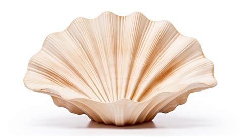 Premium AI Image | Seashell Frontal View Isolation