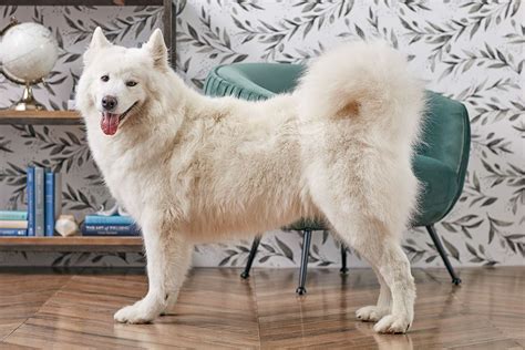 Samoyed Full Profile History And Care