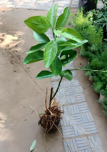 Willow Leaf Full Sun Exposure Kinnow Fruit Plant For Fruits At Rs 200