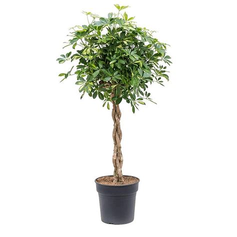 Шеффлера Голд Капелла твист 35/130 (GL) - Купить с доставкой в интернет ...