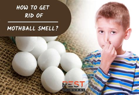 How To Get Rid Of Mothball Smell A Complete Guide Pest Samurai