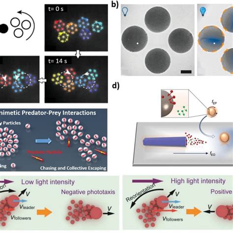 A Rotation And Interaction Of Selfassembled Microgears Made Of