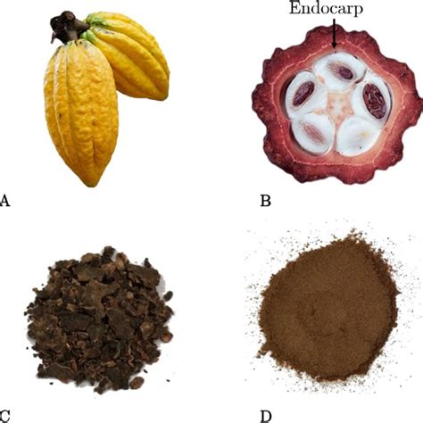 Intermediate Processing Steps From Cocoa Pod To The Final Cocoa Pod