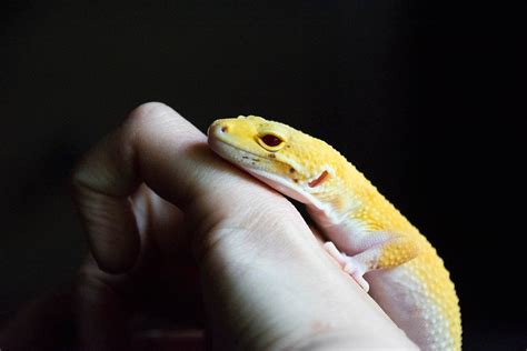 Do Leopard Geckos Bite Surprising Facts FAQ PangoVet