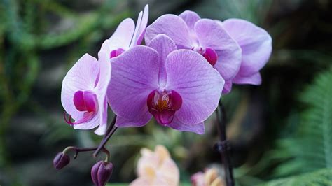 Orchidee Blumen Pflanze Kostenloses Foto Auf Pixabay Pixabay