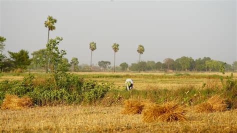 premium photo  farmer harvesting   field